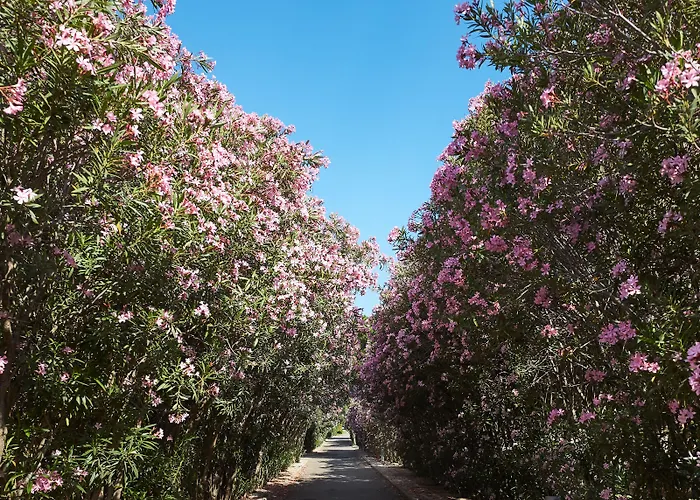 Voi Tanka Selected 4*